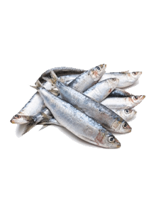 Sardines - Sardine