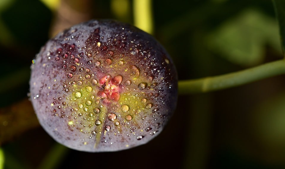 figues - Figue